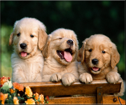pic for golden puppy 